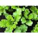 400 + South Giant Curled semi -Organic Mustard Non gm Garden Sprouts - Buy Online on GoSupps.com