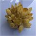 Natural Crystal Rough Stone Crafts Natural Yellow Ghost Phantom Quartz Crystal Cluster Specimen Home Decoration Office Living Room Crystal Decora (Size : 250-300g) - Buy Online on GoSupps.com