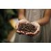 Buy Gustone Premium Espresso Gift Set | 3 Noble Espressions - Supremo Bio Espresso Fat Cat Espresso Tesouro Brazil Volcano Whole Beans | Perfect Coffee Gift - Buy Online on GoSupps.com