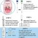 Streptococcal Fast Test - Quick Results for Children & Adults | MedicinadellAvoro.com - Buy Online on GoSupps.com