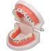 Orthodontic Tooth Model with Metal Brackets - Ideal for Teaching & Research in Laboratories | International Shipping - Buy Online on GoSupps.com