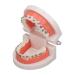 Tooth Model ANGGREK Dental Typodontic Tooth Model with Orthodontic Metal Mount for Dental Teaching Research
