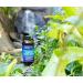 High Potency Liquid Folic Acid 800 MCG 8 oz - Essential B Vitamin Supplement - Buy Online on GoSupps.com