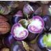 Viola Tomatillo Physalis Ixocarpa Salsa insalata di Verdure 100 semi - Buy Online on GoSupps.com