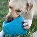 Jolly Pets Dog Football - Ocean Blue 20 cm | Multi Large/X-Large Toy - Buy Online on GoSupps.com