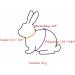 Ki Wednesday Adjustable Soft Rabbit Dishes with Leash - 2-Pack Pet Rabbit and Hamster Vests for Walking Jogging & Outdoor Use - Buy Online on GoSupps.com