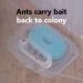 Raid Max Double Control Liquid Ant Killer Baits and Traps Kills Ants Where They Breed For Indoor Use Child Resistant 8 Bait Stations 1 Box - Buy Online on GoSupps.com