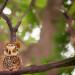 Deluxe Paws Plush Eco Toy - Cuddly Owl | 100% Recycled Materials - Buy Online on GoSupps.com