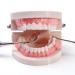 High-Quality Dental Model & Denture Demonstration Kit for Adults & Children | Includes 2 Toothbrushes | Ideal for Teaching & Learning - Buy Online on GoSupps.com