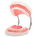 Foragrl teeth mouth model 6x enlarged with metal hinge complete set teeth and removable tongue PVC speech therapy tool easy to use