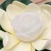 Yeehliny Floating Lotus Lights - 2pcs Green LED Solar Water Lily for Pool & Garden Decoration - Buy Online on GoSupps.com