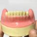DYTAH Dental Implant Teeth Model - Lower Jaw 6 Teeth for Dental Students | Soft Gum Teeth Teaching Aid - Buy Online on GoSupps.com