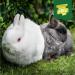 Burgess Excel Junior and Dwarf Nuggets with Mint Rabbit Food 3 kg 3 kg (Pack of 1) - Buy Online on GoSupps.com