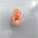 Simulation Silicone Left Ear Model Soft Silicone Artificial Ear Model for Ear Picking Practice Long Ear Canal for Teaching Students Simulation Display Props Teaching Tools Jewelry Display.