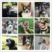 Dog Fashion: Doggles Goggles with UV Protection for Large/Medium Dogs - Buy Online on GoSupps.com