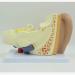 Human Ear Model 3X Enlarged 3-Piece Ear Anatomy Model Professional Ear Simulation Model Shows External Middle and Inner Ear for Medical Education - Buy Online on GoSupps.com