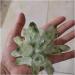 Natural Jade-Green Ghost Phantom Quartz Crystal Cluster Rock Stones and Crystals Reiki Specimen Home Decor Crystal Cluster (Size : 200-300g) - Buy Online on GoSupps.com