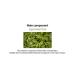 SNP Jeju Rest Green Tea Sheet Mask for Maximum Hydration - 10 Pack for Dry Skin - Korean Beauty Skincare for Men and Women - Buy Online on GoSupps.com