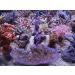 Korallenzucht.de Coral Snow - Premium Coral Food 250ml for Vibrant Aquarium Growth - Buy Online on GoSupps.com