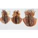 WENXUANSU: 3 Pound (1362 grams) Dried seafood small-sized cuttlefish from South China Sea