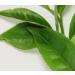 EAU VITALE Aromatherapy Mist - T Verde | Refreshing & Uplifting | Shop Internationally - Buy Online on GoSupps.com