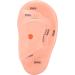 LIJK Ear Acupuncture Model - PVC Human Ear Model for Home, Hospital & School - Buy Online on GoSupps.com