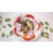 Giant African Land Snail Jumbo Size Freeze Dried (3-Pack) - Premium Quality Snail Treats - Buy Online on GoSupps.com