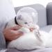 Breathable Cat Muzzle Anti Bite Muzzles Cat Adjustable Hood Cat Helmet Cat Protective Space Cover Cat Bath Grooming Supplies Prevent from Biting (L) - Buy Online on GoSupps.com
