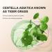 Cc Color Correcting Cream with Centella Asiatica Redness Corrector for Face Lightly Tinted Cream with Centella Asiatica Facial Care Improves Complexion and Moisturizes (Dark) - Buy Online on GoSupps.com