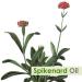Crysalis Oil - 1.01 Fl Oz (30ml) (1.014 Fl Oz Spikenard) Spikenard 1.01 Fl Oz (Pack of 1) - Buy Online on GoSupps.com
