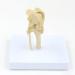 Natural Knee -Size Knee Articulation Model for Pets Veterinarily Model Knee Articulation Model Show Ligamenti Knee Model Knee - Buy Online on GoSupps.com