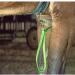 LED Horse Tail Light Chest Collar for Horses Best Visibility When Riding Adjustable Robust And Comfortable Safety Equipment for Equestrian Sports (Blue) - Buy Online on GoSupps.com