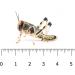 Livefoods4u Live Locusts Large x 50 (2-3.5cm) Reptile and Lizard Livefood Bulk Bag - Buy Online on GoSupps.com