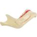 Acfthepiey Dental Treatment Model - Anatomy of Gums & Teeth Study Tool for Dental Education - Buy Online on GoSupps.com
