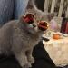 5pcs Multi-Colored Dog & Cat Sunglasses - Pet Accessories & Photo Props for Dogs and Cats - Buy Online on GoSupps.com