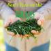 Buy Amazing Grass Organic Wheat Grass Tablets - 200 Tablets for Natural Wellness - Buy Online on GoSupps.com