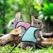 Soft Rabbit Dishes with Leash - Adjustable 2-Piece Mesh Kitten Pet Dishes for Comfortable Jogging - Buy Online on GoSupps.com