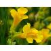 Mimulus No. 20 Princeps Original Bach Flower Drops - Natural Anxiety Relief | International Shipping Available - Buy Online on GoSupps.com
