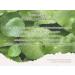 Buy THE PLANT BASE AC Clear Cica Cleansing Foam 120ml - Acne Care with Centella Asiatica | Korean Skincare | AHA BHA PHA LHA - Buy Online on GoSupps.com
