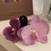 Orchid Flower Hair Claw Clips Non Slip Flower Hair Claw Ponytail Maker Holder Ponytail Hairpiece Clip Ponytail Strong Hold Jaw Clips for Women and Girls - Buy Online on GoSupps.com