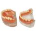 Buy Teach Study Adult Standard Typodont Teeth Model - Ideal for Dental Education & Demonstration | Fast International Shipping - Buy Online on GoSupps.com