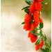 cn herb 250g Ningxia Red Goji Berries Large Fruit Granules Full Canned - Buy Online on GoSupps.com