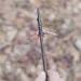 Swhacker SWH00243 150 Grain 2-Blade Broadhead 3-Pack with Practice Head - Black - Buy Online on GoSupps.com