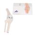 Buy 3B Scientific A85/1 Mini Knee Joint | Cross Section Bone Model | International Shipping | 3B Smart Anatomy - Buy Online on GoSupps.com