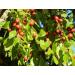 Herbal Cure - ziziphus jujuba dried red dates jujube da zao hong zao 1kg - Natural Vegan Clean Fresh & Delicious Berries - Product of China - Buy Online on GoSupps.com