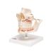 Buy 3B Scientific VE281 Adult Denture | 3B Smart Anatomy | Global Shipping Available - Buy Online on GoSupps.com