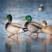 Haydel's Game Calls Inc. DP-05 Duck Call Pack - DR-85 and GW-01 Included - Buy Online on GoSupps.com