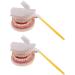 2 Sets of 1:1 Human Teeth Model with Toothbrush - Ideal for Dental Care Education & Prosthesis Study for Students - Buy Online on GoSupps.com