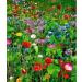 Portal Cool Premium Meadow Mix Wildflower Seeds Bee Butterfly Mix Annuals Perennial 20G