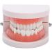 Teeth Model & Denture Gums 28Pcs - Standard Adult Teaching Tool | International Shipping - Buy Online on GoSupps.com